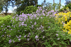 Cutleaf Lilac (Syringa x laciniata) at Lakeshore Garden Centres