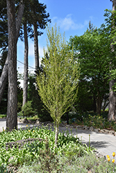 Blagon Ginkgo (Ginkgo biloba 'Blagon') at Lakeshore Garden Centres