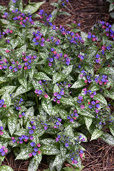 Spot On Lungwort (Pulmonaria 'Spot On') at Lakeshore Garden Centres
