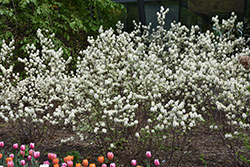 Mt. Airy Fothergilla (Fothergilla major 'Mt. Airy') at Lakeshore Garden Centres