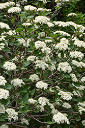 Alleghany Viburnum (Viburnum x rhytidophylloides 'Alleghany') at Lakeshore Garden Centres