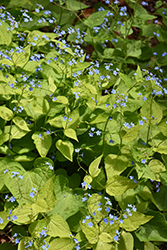 Diane's Gold Bugloss (Brunnera macrophylla 'Diane's Gold') at Lakeshore Garden Centres