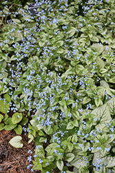 Silver Heart Bugloss (Brunnera macrophylla 'Silver Heart') at Lakeshore Garden Centres