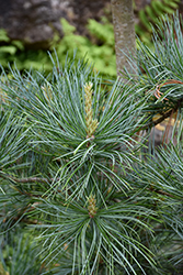 Silveray Korean Pine (Pinus koraiensis 'Silveray') at Lakeshore Garden Centres