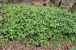Purpleleaf Wintercreeper (Euonymus fortunei 'Coloratus') at Lakeshore Garden Centres