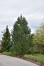 Vanderwolf's Pyramid Pine (Pinus flexilis 'Vanderwolf's Pyramid') at Lakeshore Garden Centres