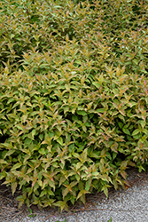 Kodiak Orange Diervilla (Diervilla 'G2X88544') at Lakeshore Garden Centres