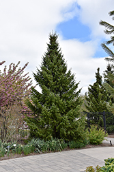 Serbian Spruce (Picea omorika) at Lakeshore Garden Centres