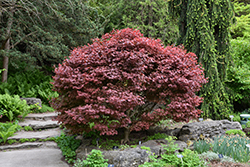 Ruslyn In The Pink Japanese Maple (Acer palmatum 'Ruslyn In The Pink') at Lakeshore Garden Centres