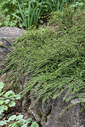 Tom Thumb Cotoneaster (Cotoneaster apiculatus 'Tom Thumb') at Lakeshore Garden Centres