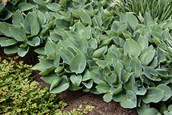 Halcyon Hosta (Hosta 'Halcyon') at Lakeshore Garden Centres