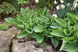 Blue Umbrellas Hosta (Hosta 'Blue Umbrellas') at Lakeshore Garden Centres