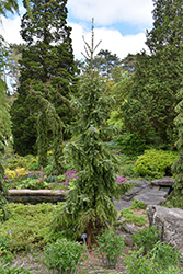 Gotelli Weeping Serbian Spruce (Picea omorika 'Gotelli Weeping') at Lakeshore Garden Centres