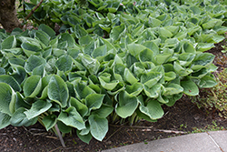 Gentle Giant Hosta (Hosta 'Gentle Giant') at Lakeshore Garden Centres
