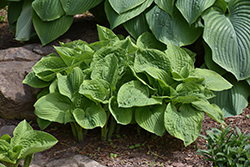 Abiqua Moonbeam Hosta (Hosta 'Abiqua Moonbeam') at Lakeshore Garden Centres