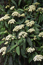 Cree Leatherleaf Viburnum (Viburnum rhytidophyllum 'Cree') at Lakeshore Garden Centres
