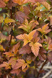 Mahogany Magic Ninebark (Physocarpus opulifolius 'Mahogany Magic') at Lakeshore Garden Centres