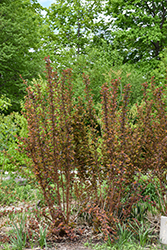Mahogany Magic Ninebark (Physocarpus opulifolius 'Mahogany Magic') at Lakeshore Garden Centres