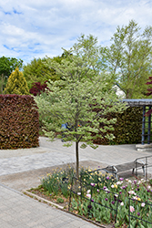 MaacNificent Amur Maackia (Maackia amurensis 'JFS-Schichtel1') at Lakeshore Garden Centres