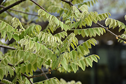 MaacNificent Amur Maackia (Maackia amurensis 'JFS-Schichtel1') at Lakeshore Garden Centres