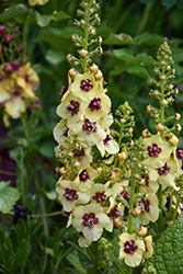 Dark Eyes Mullein (Verbascum 'Dark Eyes') at Lakeshore Garden Centres