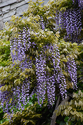 Macrobotrys Wisteria (Wisteria floribunda 'Macrobotrys') at Lakeshore Garden Centres