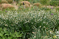 Summer Snowflake (Leucojum aestivum) at Lakeshore Garden Centres