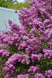 Saugeana Lilac (Syringa x chinensis 'Saugeana') at Lakeshore Garden Centres
