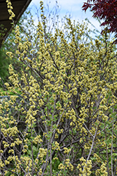 Fragrant Sumac (Rhus aromatica) at Lakeshore Garden Centres
