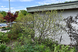 Fragrant Sumac (Rhus aromatica) at Lakeshore Garden Centres