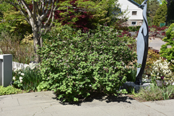 Diana Koreanspice Viburnum (Viburnum carlesii 'Diana') at Lakeshore Garden Centres