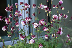 Winky Double Rose And White Columbine (Aquilegia 'Winky Double Rose And White') at Lakeshore Garden Centres