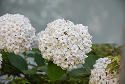 Diana Koreanspice Viburnum (Viburnum carlesii 'Diana') at Lakeshore Garden Centres