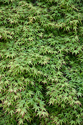Kiyohime Japanese Maple (Acer palmatum 'Kiyohime') at Lakeshore Garden Centres