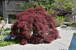 Inaba Shidare Cutleaf Japanese Maple (Acer palmatum 'Inaba Shidare') at Lakeshore Garden Centres