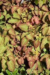 Merlin Barrenwort (Epimedium x youngianum 'Merlin') at Lakeshore Garden Centres