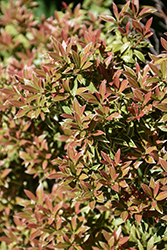 Little Heath Japanese Pieris (Pieris japonica 'Little Heath') at Lakeshore Garden Centres