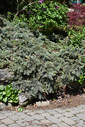 Procumbens Spruce (Picea pungens 'Procumbens') at Lakeshore Garden Centres