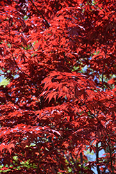 Emperor I Japanese Maple (Acer palmatum 'Wolff') at Lakeshore Garden Centres