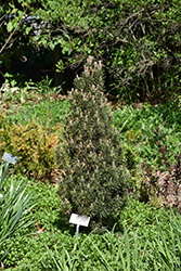 Frank's Austrian Pine (Pinus nigra 'Frank') at Lakeshore Garden Centres