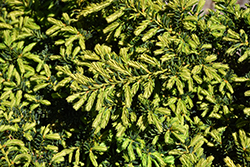 Emerald Spreader Yew (Taxus cuspidata 'Emerald Spreader') at Lakeshore Garden Centres