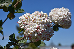 Koreanspice Viburnum (Viburnum carlesii) at Lakeshore Garden Centres