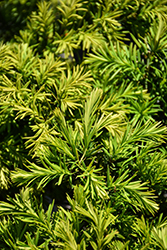 New Selection Yew (Taxus x media 'New Selection') at Lakeshore Garden Centres