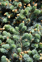 Thume Blue Spruce (Picea pungens 'Thume') at Lakeshore Garden Centres