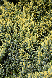 Dream Joy Juniper (Juniperus squamata 'Dream Joy') at Lakeshore Garden Centres