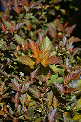 Calico Kitty Ninebark (Physocarpus opulifolius 'Auntie B') at Lakeshore Garden Centres
