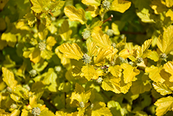 Honeycomb Ninebark (Physocarpus opulifolius 'ZLENORA') at Lakeshore Garden Centres