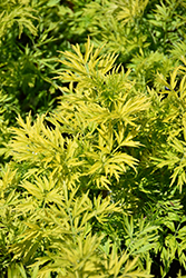 Golden Tower Elder (Sambucus nigra 'Jdeboer001') at Lakeshore Garden Centres