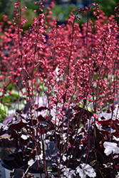 Timeless Treasure Coral Bells (Heuchera 'Timeless Treasure') at Lakeshore Garden Centres