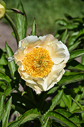 Starlight Peony (Paeonia 'Starlight') at Lakeshore Garden Centres